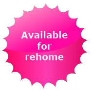 availabe for rehome star jpg