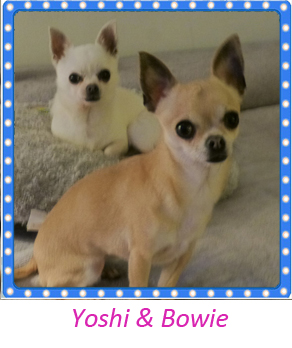 gallery Yoshi and bowie