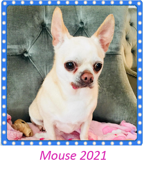 gallery mouse 2021