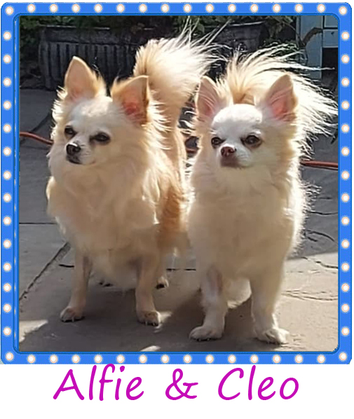 z ALFIE AND CLEO