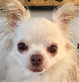 Lily (3)