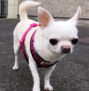 Lola (2)