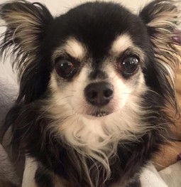 Merlin