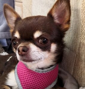 Poppy (3)
