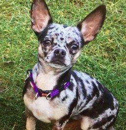 Tia