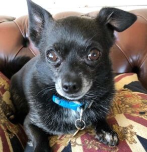 alfie (2)