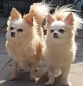 alfie and cleo