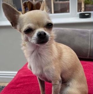 bambi