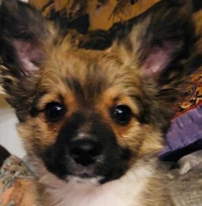 bruiser now cooper