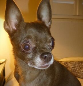 chichi now rosie
