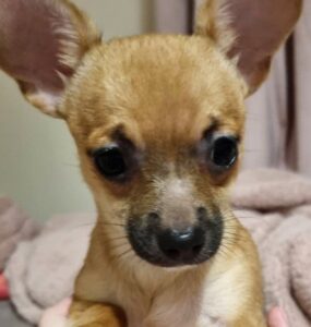 chloe now dolly