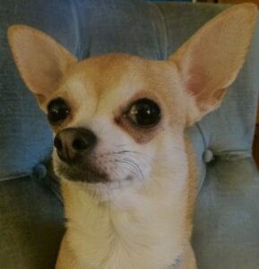 coco