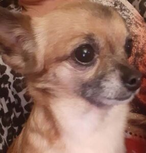 coco bean