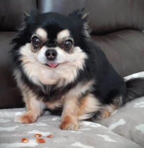 daisy