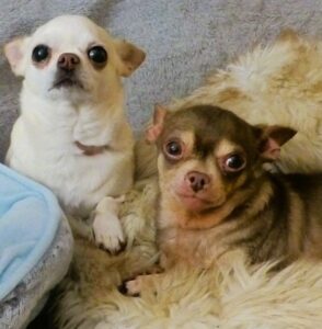 demi and beau