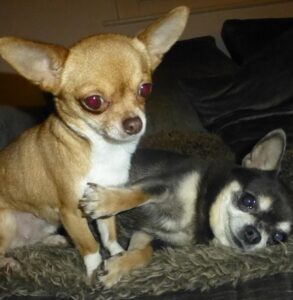 dolly and kenzo