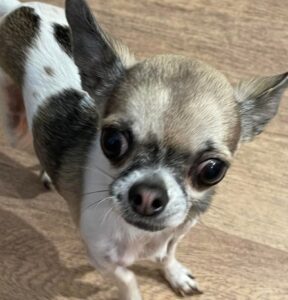 frankie