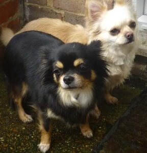 hattie and mabel