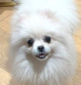 lola
