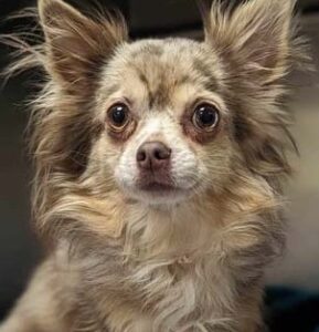 lulu