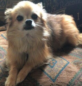 oscar