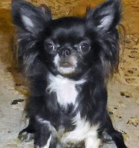 poppy (2)