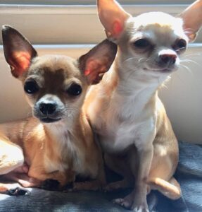 tino and dolly
