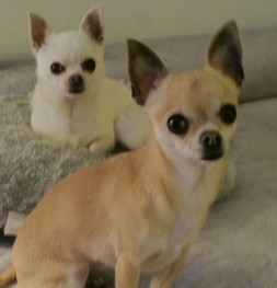 yoshi and bowie