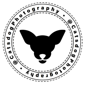CatsDog photography