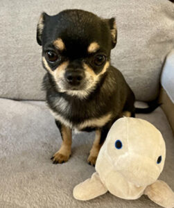 Daisy