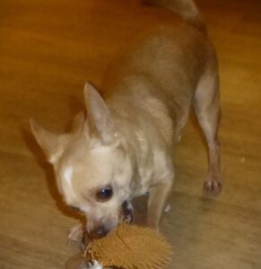 Toby