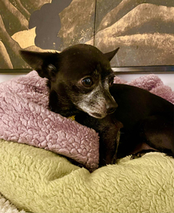 17c16c23-f112-4cba-821a-8a44444d2c26