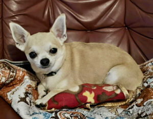 36ad81e8-d58f-463c-b2aa-fb7a26dd7e6f