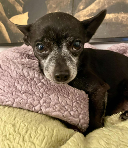 4f8c5dca-5cc6-453a-9e2d-566ed92b53f0