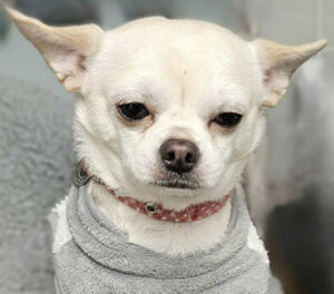 c0979109-0088-4c73-8f70-5482ffffdacc