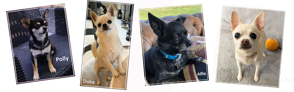 photoshop of 4 foster dogs DEC 2025