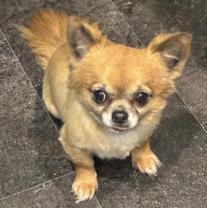 Gizmo