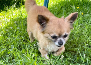 gizmo 1