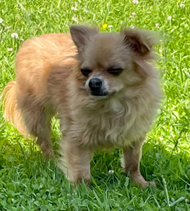 gizmo 3