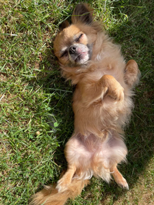 gizmo 5