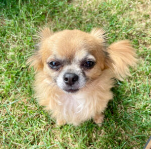 gizmo 6