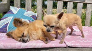 gizmo and missy 1