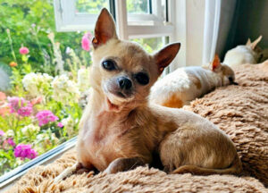 missie 2