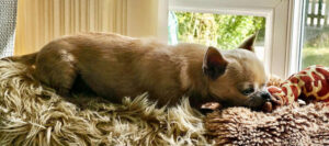 missy 4