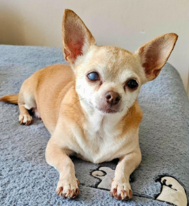 pixie 4