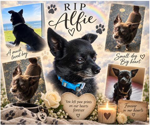 alfie new rip