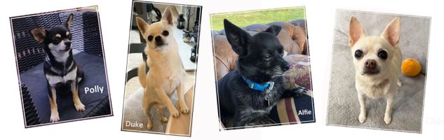 photoshop of 4 foster dogs DEC 2025