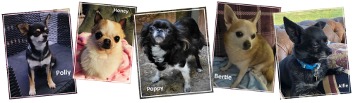 photoshop of 5 foster dogs NOV 2022 png
